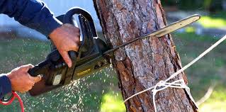 Best Emergency Tree Removal  in Wilderness Rim, WA