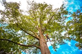 Best Lawn Pest Prevention  in Wilderness Rim, WA