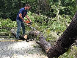 Best Tree Risk Assessment  in Wilderness Rim, WA