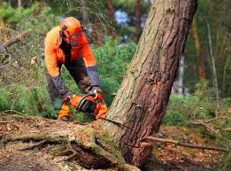 Best Arborist Consultation Services  in Wilderness Rim, WA