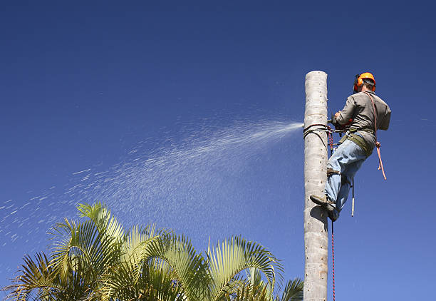 Best Soil Testing and Treatment  in Wilderness Rim, WA