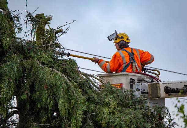 Best Hazardous Tree Removal  in Wilderness Rim, WA
