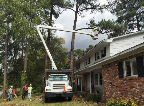 Reliable Wilderness Rim, WA Tree Care Solutions
