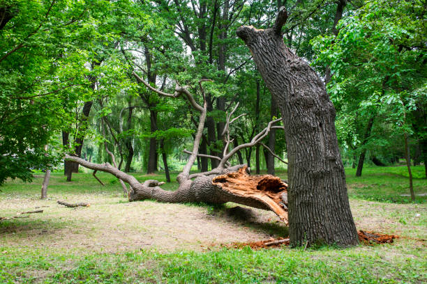 Best Tree Disease Treatment  in Wilderness Rim, WA