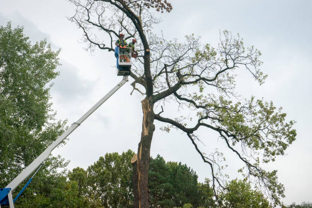Best Tree Maintenance Programs  in Wilderness Rim, WA