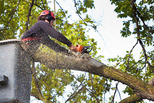 Best Tree Removal  in Wilderness Rim, WA